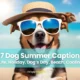 Dog Summer Captions